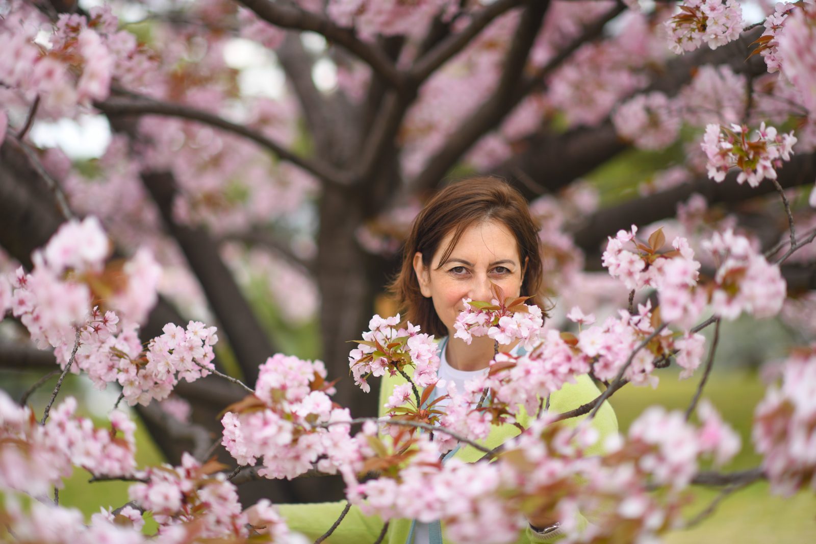Atra among cherry blossoms